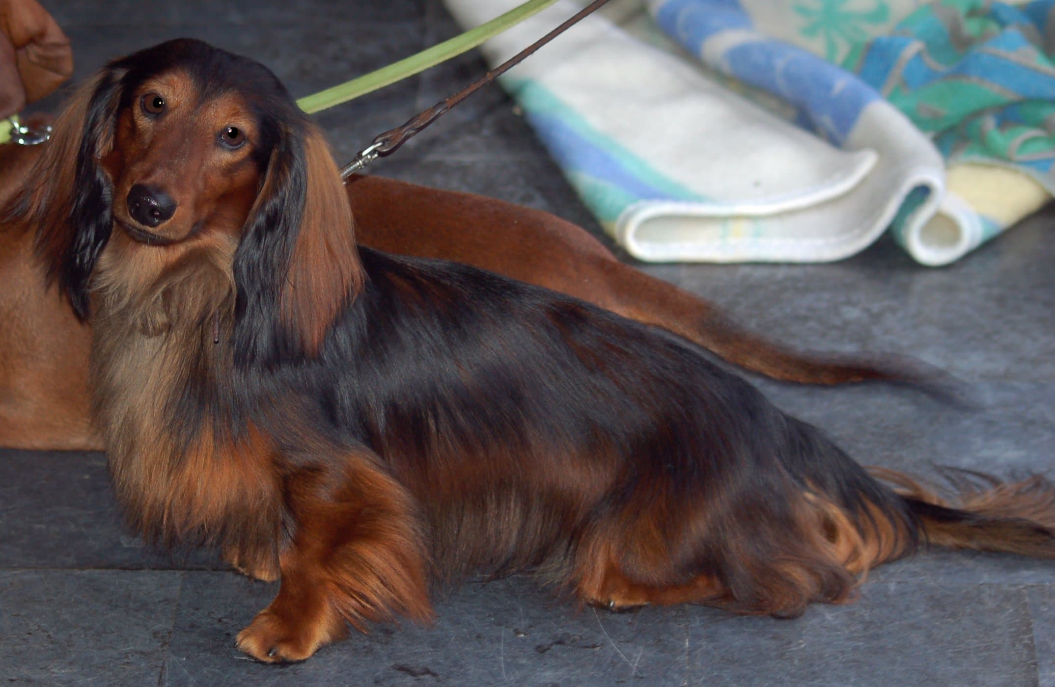 Dachshund pelo longo mofadinho preto e canela deitado, orelhas franjadas