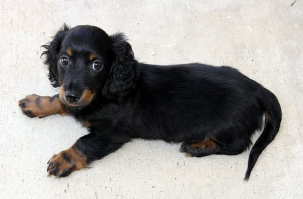 Filhote de Dachshund miniatura pelo longo preto e canela deitado